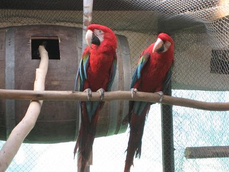 Guacamayo rojo